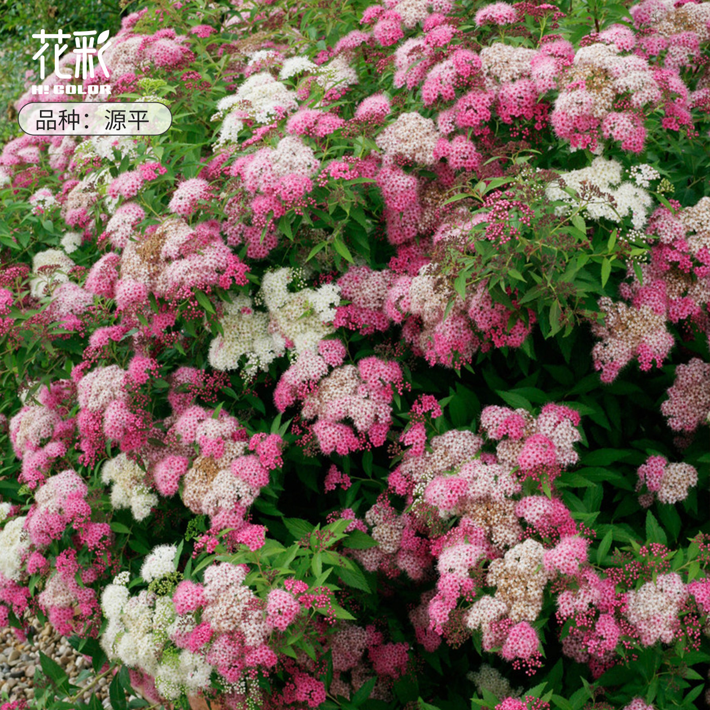 虹越绣线菊耐热耐寒喜阳庭院盆栽图片