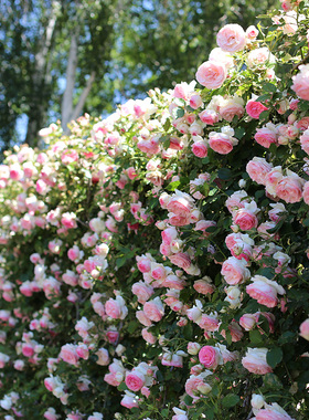 虹越月季龙沙宝石蓝色阴雨舍农索城堡的女人爬墙藤本花苗盆栽苗香