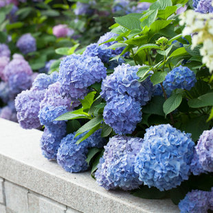 虹越绣球花万华镜无尽夏绣球中苗室内阳台花园盆栽庭院花卉植物