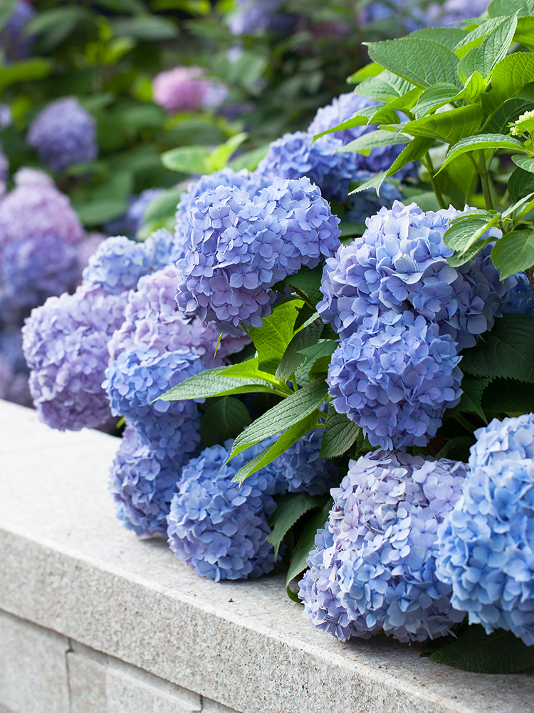 Hongyue hydrangea seedlings potted endless summer hydrangea big flower Good cultivation four seasons easy to live flowering plant plant outdoor flower