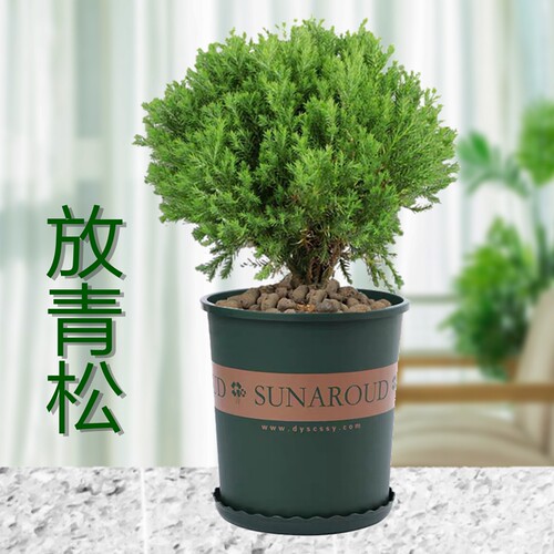 雾松盆栽雪松露水柏室外水松办公室四季常青绿植防辐射球形植物 - 封面