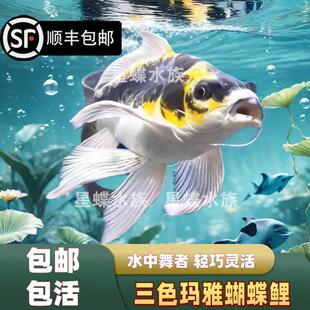 台湾球体蝴蝶鲤观赏鱼冷水鱼短身淡水狮头长尾锦鲤鱼活体包邮