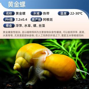 黄金螺工具除藻热带淡水观赏活体蜗牛清洁鱼缸贝壳宠物河豚饲料软