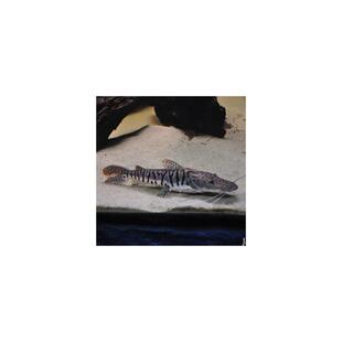 虎斑鸭嘴鲨鱼活体虎纹鸭嘴鱼淡水鲨鱼大型凶猛热带观赏鱼包邮包活