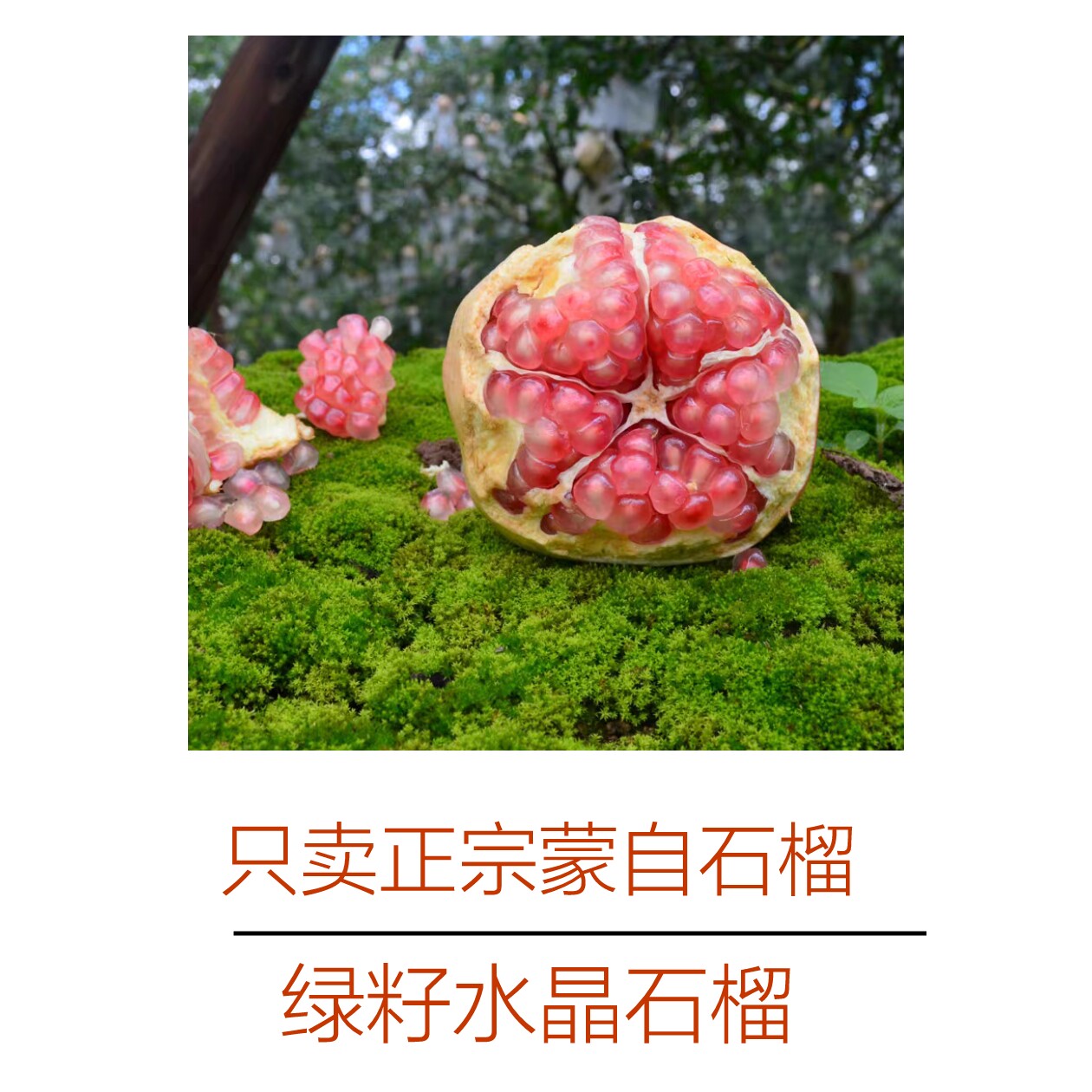 【云南绿籽石榴】老品种新鲜现摘云南蒙自发货硬籽石榴