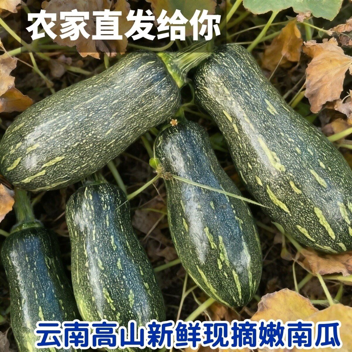 【精选长香瓜青皮长南瓜绿南瓜青南瓜嫩南瓜云南农家自种新鲜粉糯