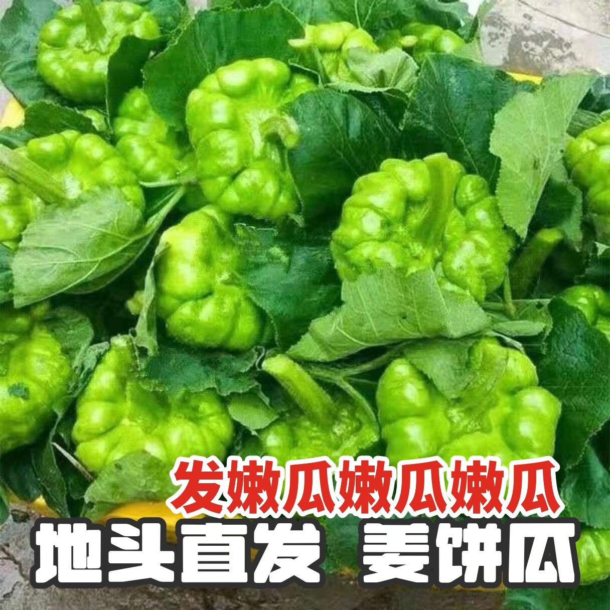 云南姜柄瓜新鲜小麦瓜面瓜小南瓜嫩南瓜小瓜新鲜蔬菜包邮