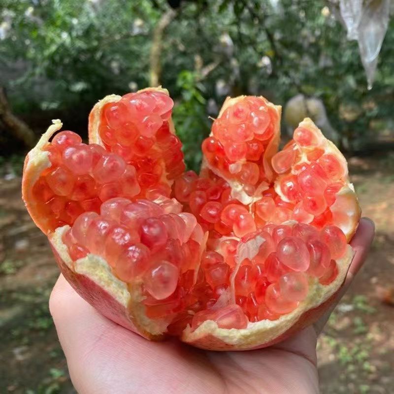【老树薄皮老石榴】正宗云南硬籽石榴新鲜水果当季现摘现发蒙自发
