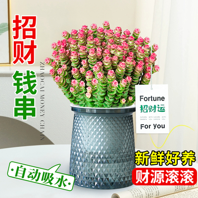 钱串子多肉植物室内盆栽大颗好养办公室桌面水培花卉绿植招财摆件