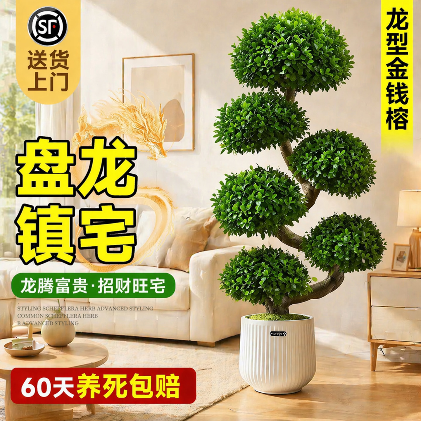 造型金钱榕客厅大型绿植大盆栽植物办公室内落地式旺宅树乔迁开业