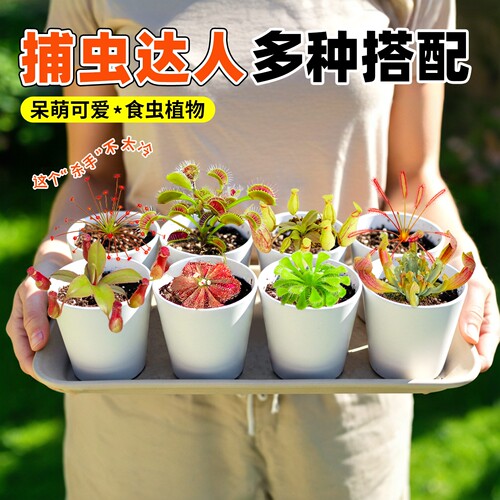 食虫植物捕蝇草懒人自吸盆不活赔