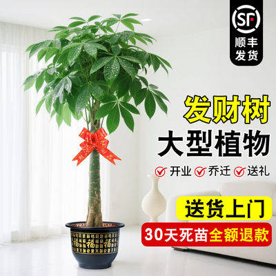 发财树客厅大盆栽大颗好养老桩绿植室内旺宅植物开业送礼盆景摆件