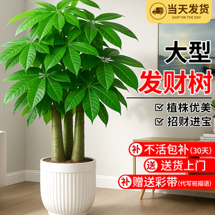 发财树客厅大盆栽三杆步步高室内门前旺宅树招财摆件办公室大绿植