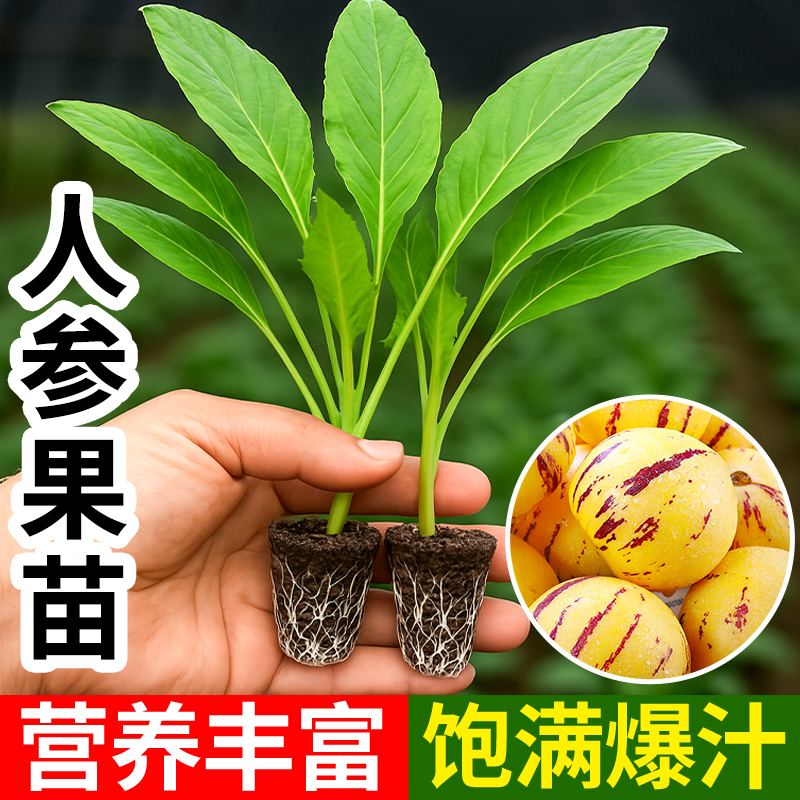 人参果苗秧苗结果快果大味甜