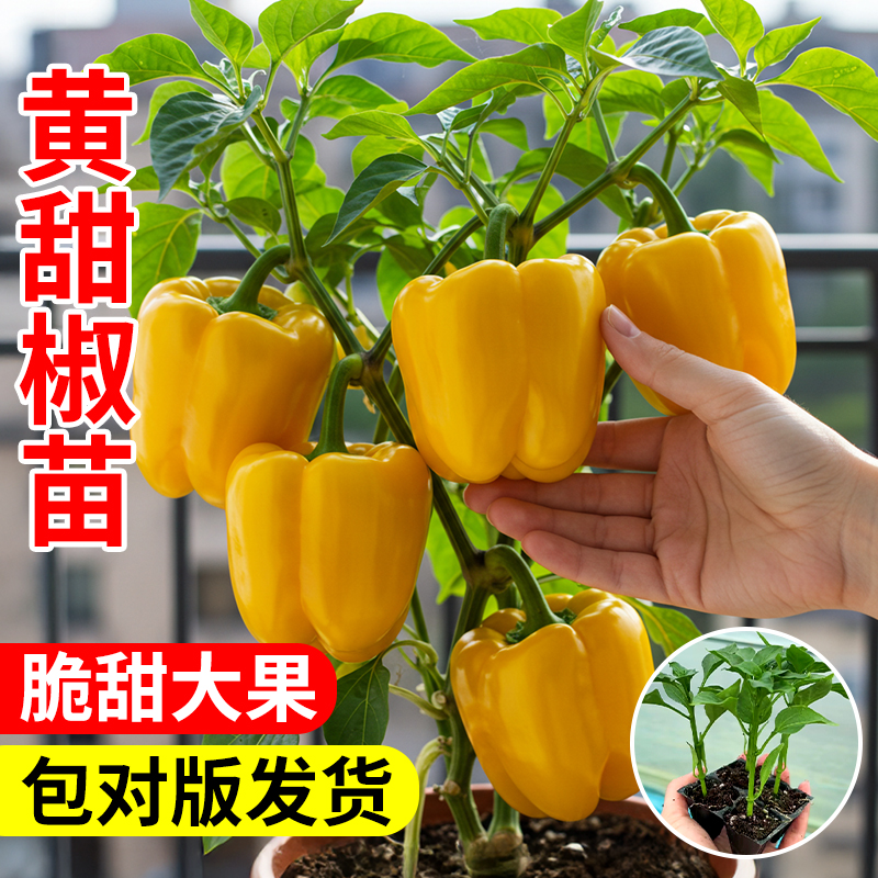 甜椒水果彩椒新鲜生吃农家应季有机阳台种植蔬菜秧苗盆栽植物室内
