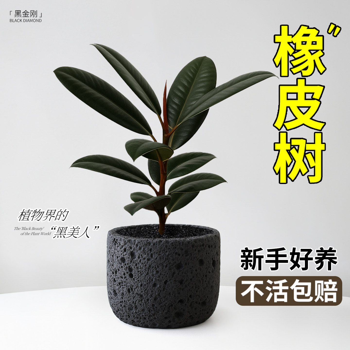 黑金刚橡皮树绿植盆栽室内植物办公室桌面小盆景净化空气懒人好养