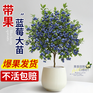结果 花香蓝莓盆栽蓝莓树果苗树苗特大号带大果发货南北方种植四季