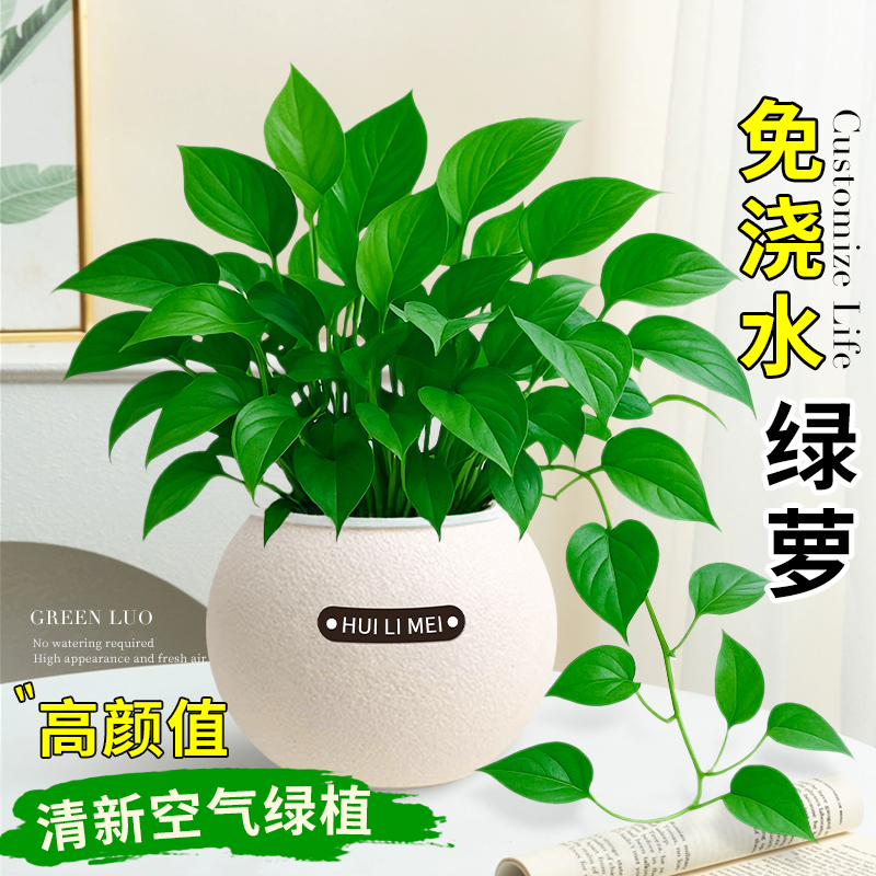 绿萝水培客厅办公室桌面客厅卧室玄关绿植摆件室内小盆栽四季好养
