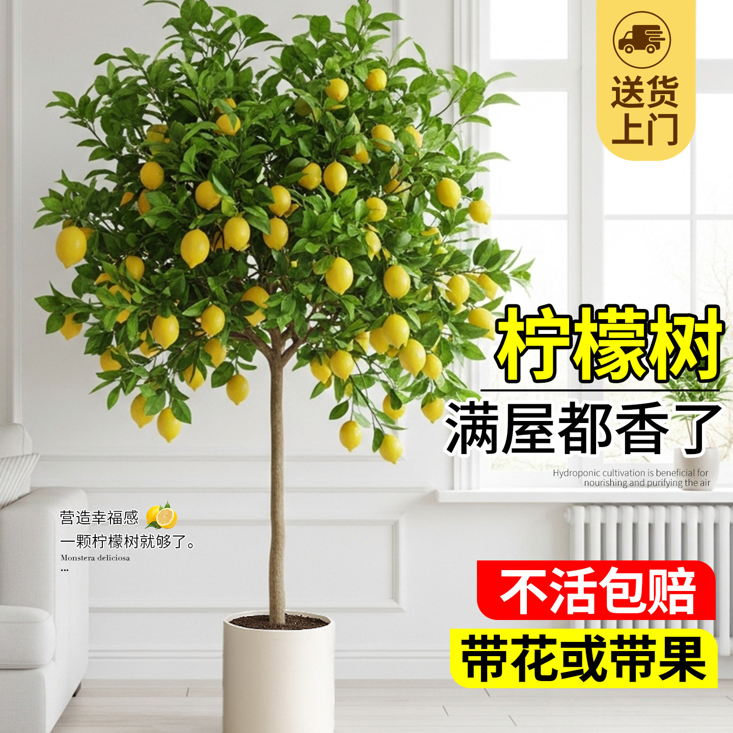 香水老桩柠檬树带果树苗盆栽客厅大型绿植物四季好养室内落地真树