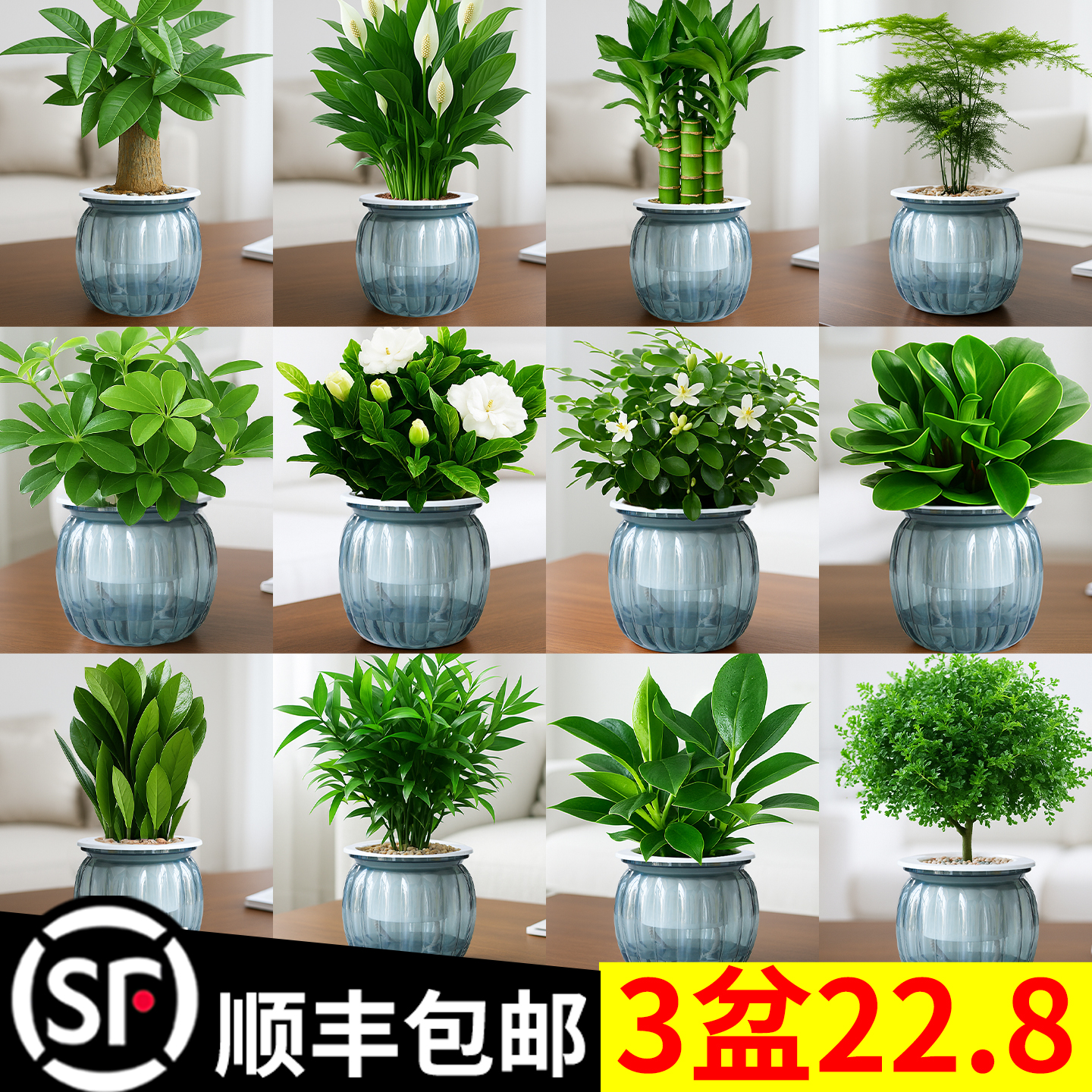 发财树绿萝文竹水培植物绿植