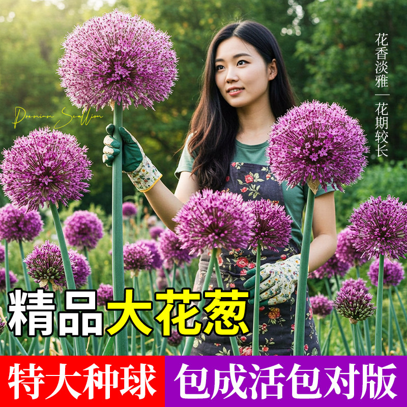 大花葱种球盆栽大使花苗进口花卉种子球桩带花苞球根四季室外植物