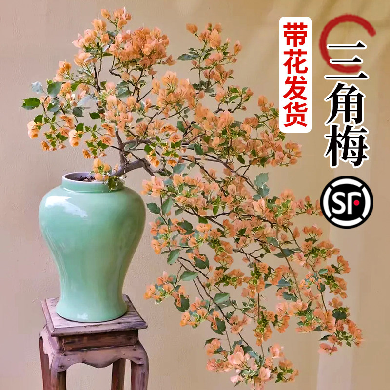 马斯三角梅盆栽带花绿樱漳红樱精品大苗室内外开花四季花卉绿植物