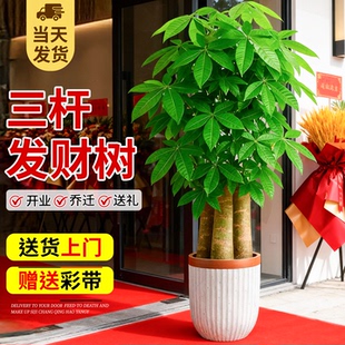 三杆发财树步步高客厅大型绿植盆栽旺宅镇宅盆景老桩新店开业送礼