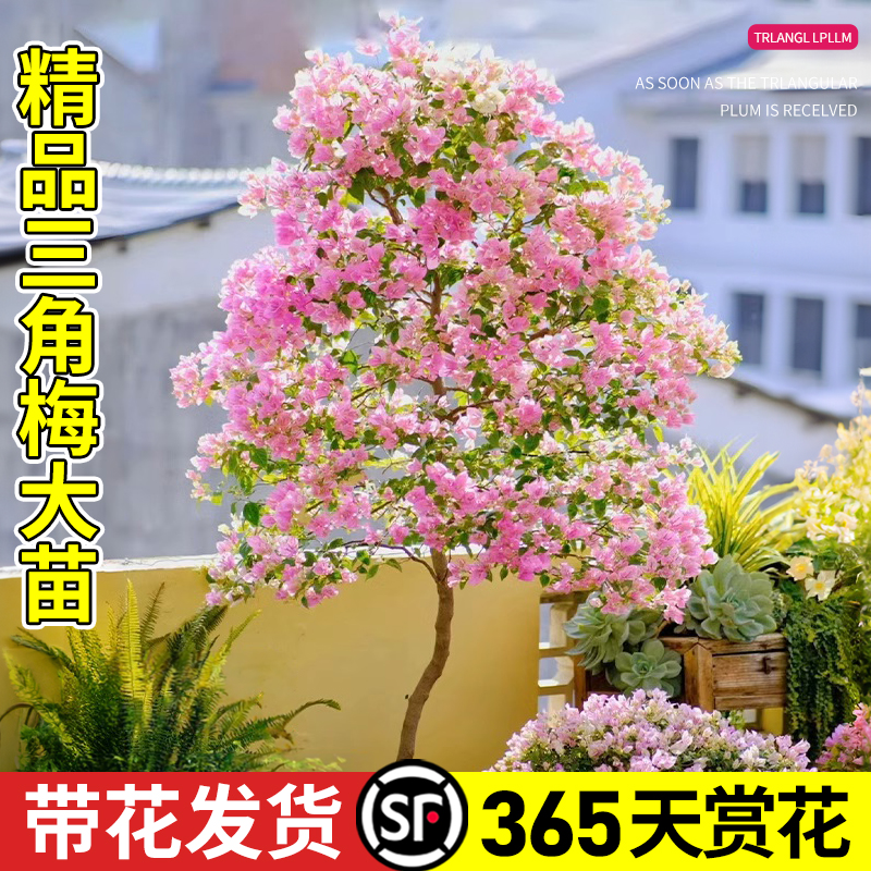 三角梅盆栽带花苞四季开花植物树苗名贵绿植爬藤鲜花冬季耐寒花卉