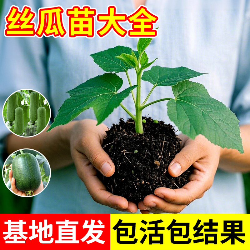 苹果丝瓜苗特大号高产老品种苗秧八角特长菜园农家蔬菜好养活四季