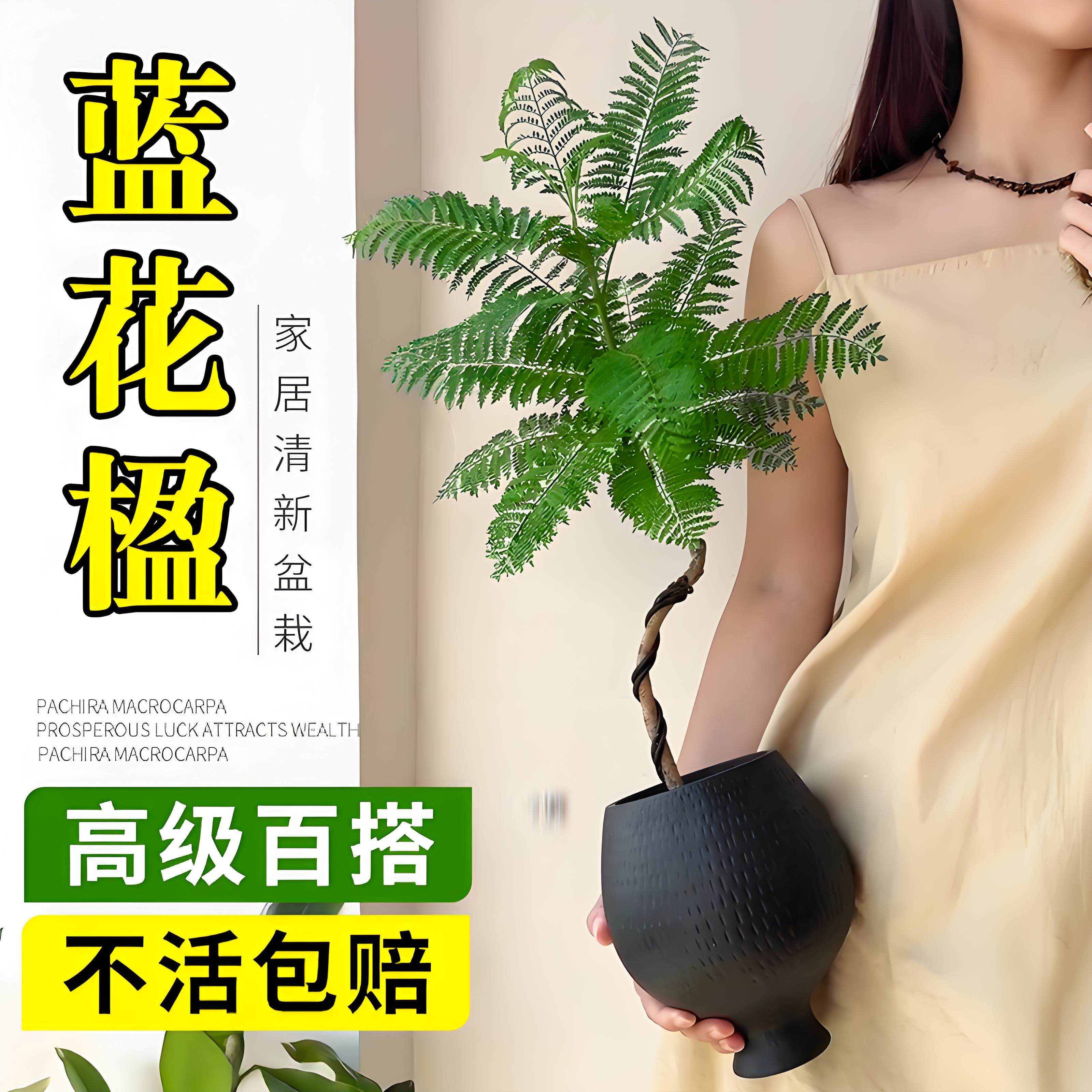 蓝花楹盆栽绿植树苗真花卉植物客厅办公室好养大树造型盆景易活,鲜花速递/花卉仿真/绿植园艺,绿植,淘宝优惠券,粉丝福利购,淘宝优惠卷