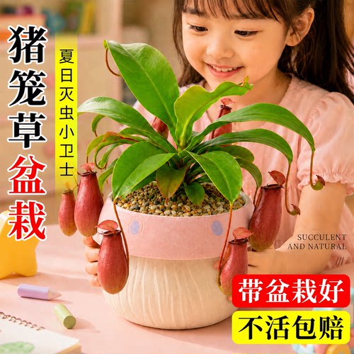 超大猪笼草捕蝇草盆栽