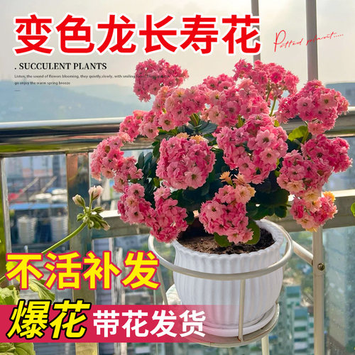 长寿花盆栽四季好养重瓣大花花苗植物单瓣名贵新品变色龙精品老桩