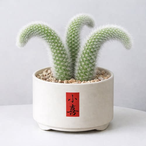 多肉植物组合小盆栽九尾狐
