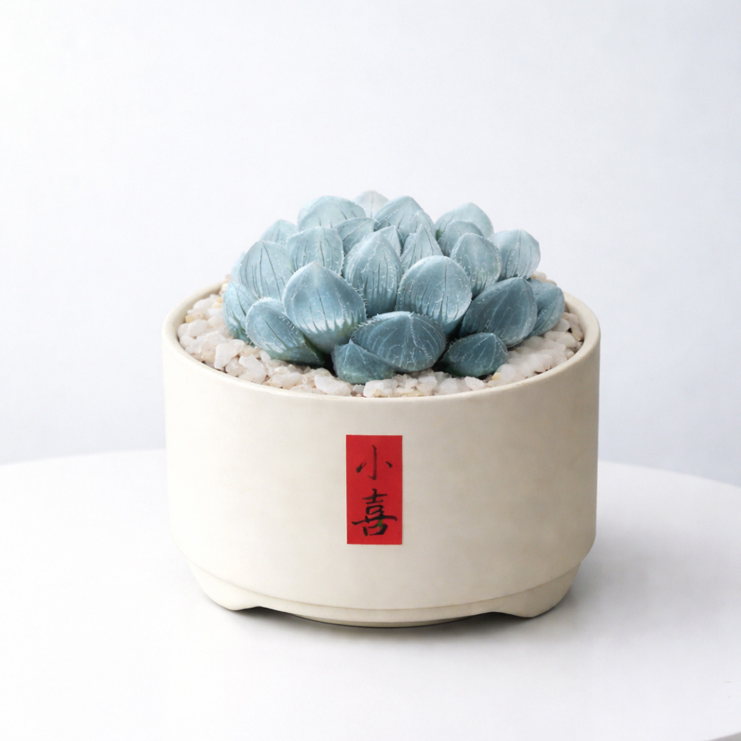 蓝镜玉露水晶多肉植物罕见花卉小盆栽绿植水晶老桩室内大颗好养活