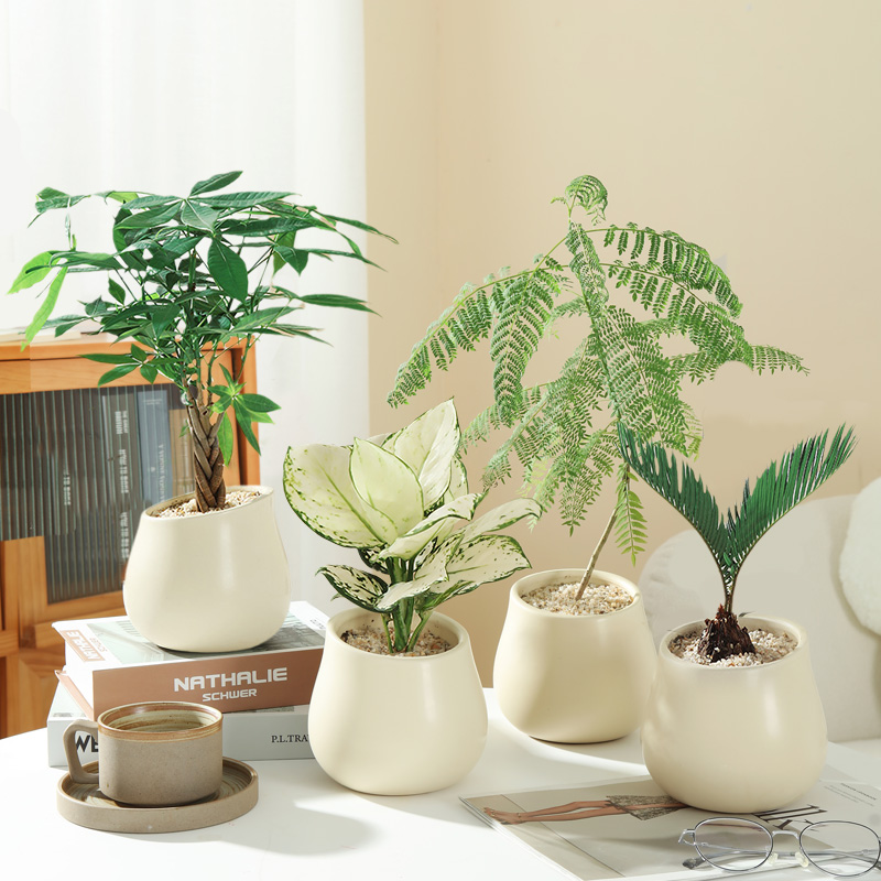 北欧风绿植厂家直销大棚直销客厅