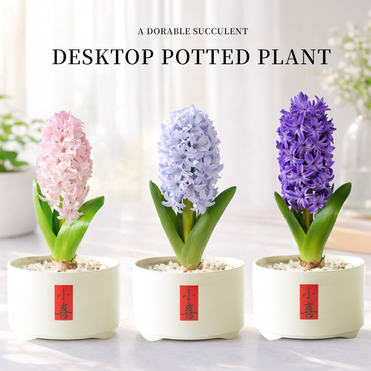 进口风信子盆栽土培种球办公室内桌面花卉绿植物阳台庭院四季耐寒