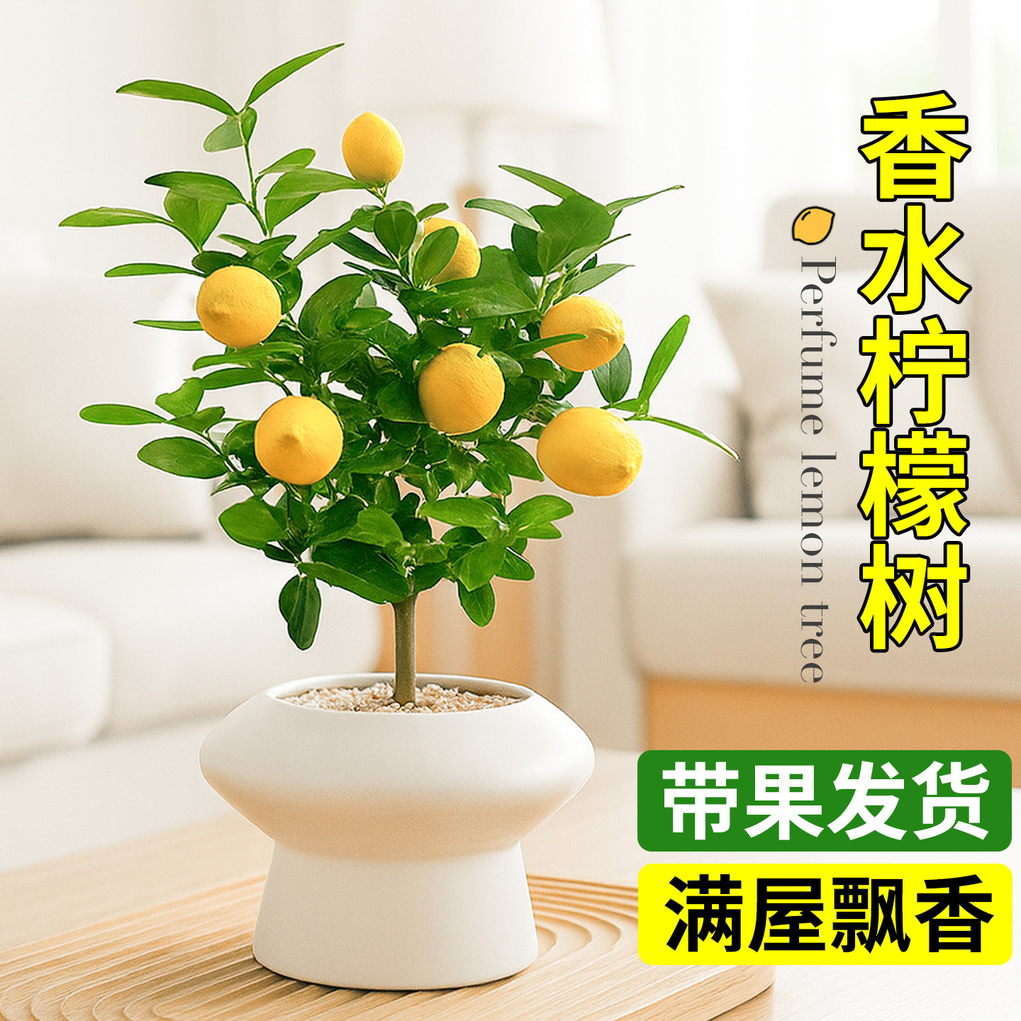香水柠檬树老桩盆栽客厅大型绿植办公室内阳台结果带果可食用好养,鲜花速递/花卉仿真/绿植园艺,大型绿植/成品组合盆栽,淘宝优惠券,粉丝福利购,淘宝优惠卷