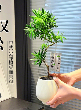 造型罗汉松盆景放青松室内盆栽办公室绿植高级感客厅中式招财旺宅