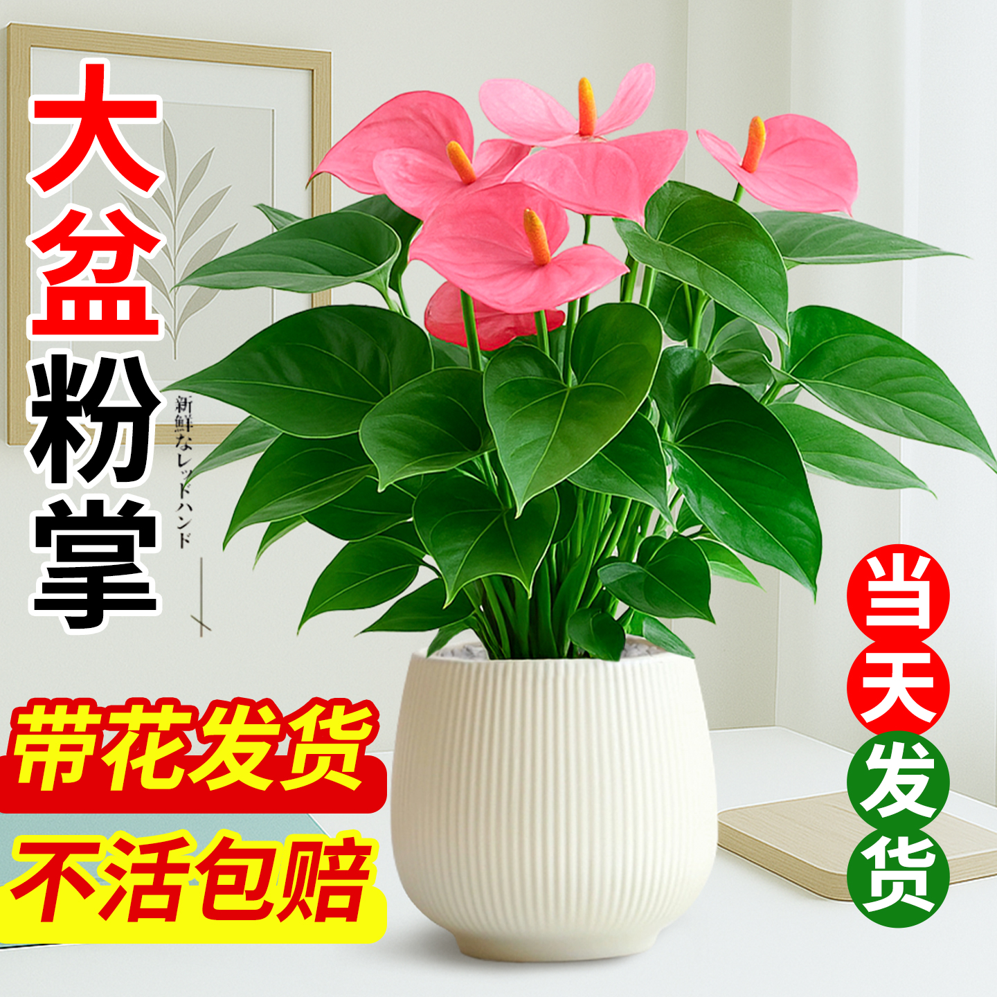 特级粉掌花卉室内绿植物办公室桌面盆栽鸿运当头清新空气客厅好养