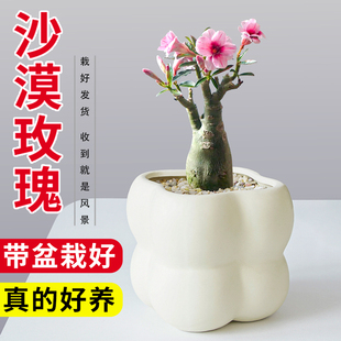 沙漠玫瑰多肉植物组合盆栽绿植花卉冷门稀有老桩重瓣带花苞天宝花