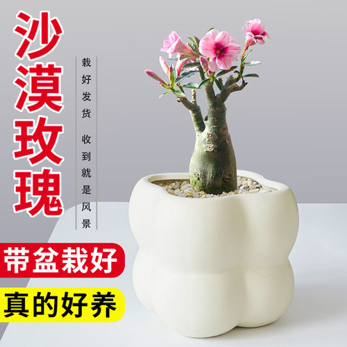 沙漠玫瑰多肉植物组合盆栽绿植花卉冷门稀有老桩重瓣带花苞天宝花