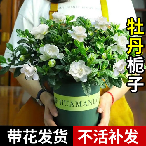 观赏绿植阳台客厅净化空气