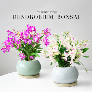 香水紫云泼墨石斛兰盆栽带花室内花卉四季开花兰花办公室桌面绿植