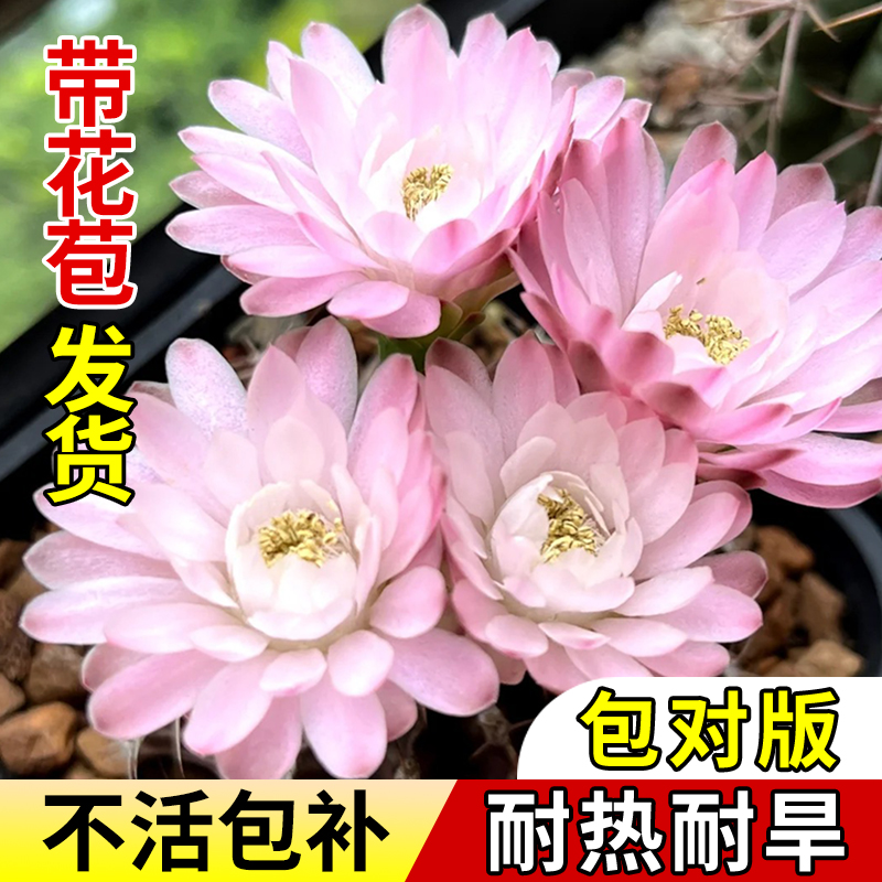 美观室内阳台绿植净化空气易活