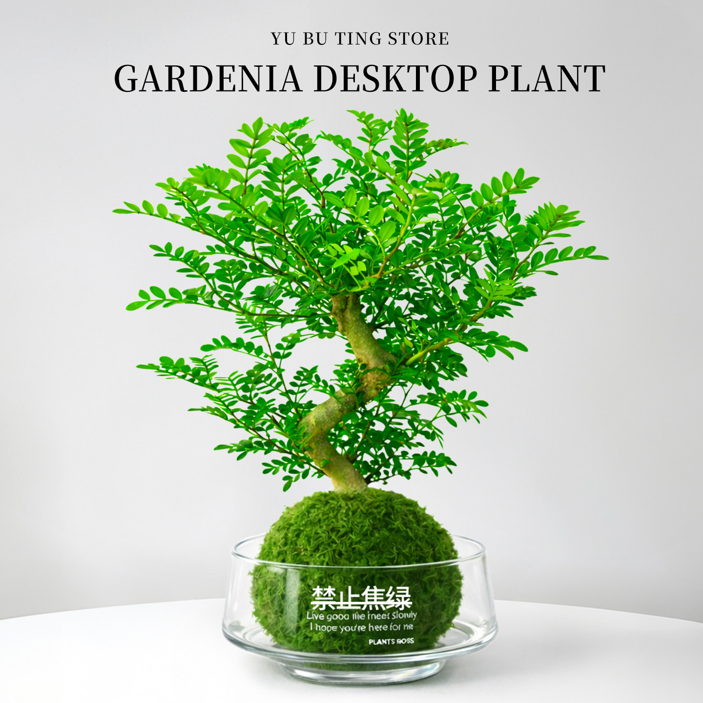 水培清香胡椒木盆栽老桩驱蚊植物室内办公室桌面绿植盆景四季常青