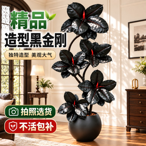 黑金刚橡皮树办公室网红大型绿植