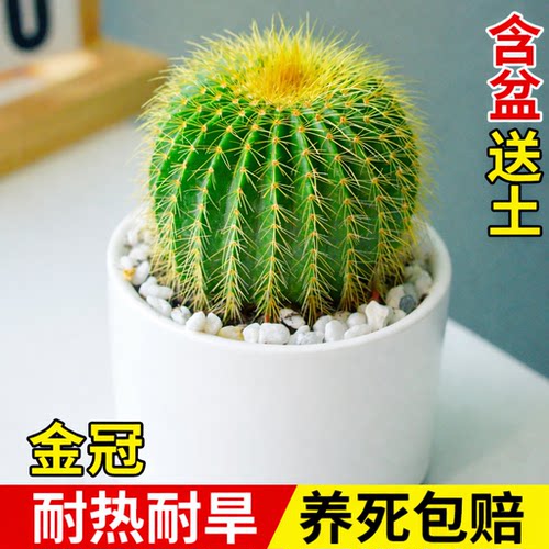 养不活包赔热卖陶瓷盆多肉