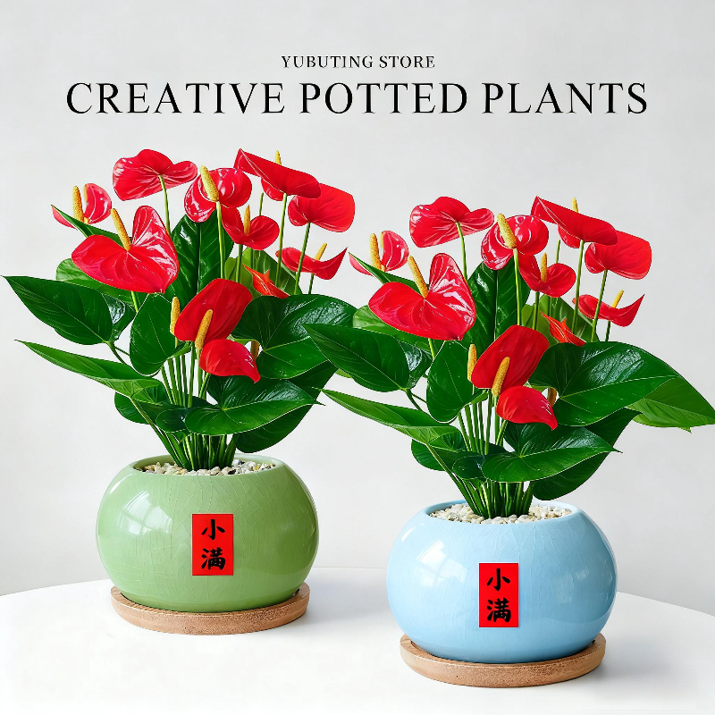 红掌盆栽带花四季花卉绿植工位桌面鸿运当头招财盆景摆件懒人好养