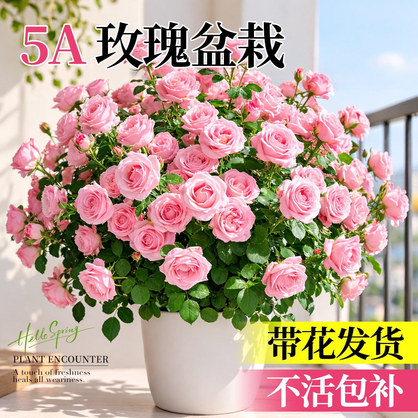 玫瑰花盆栽带花苞四季花苗树苗月季果汁阳台花卉绿植室内好养植物图片