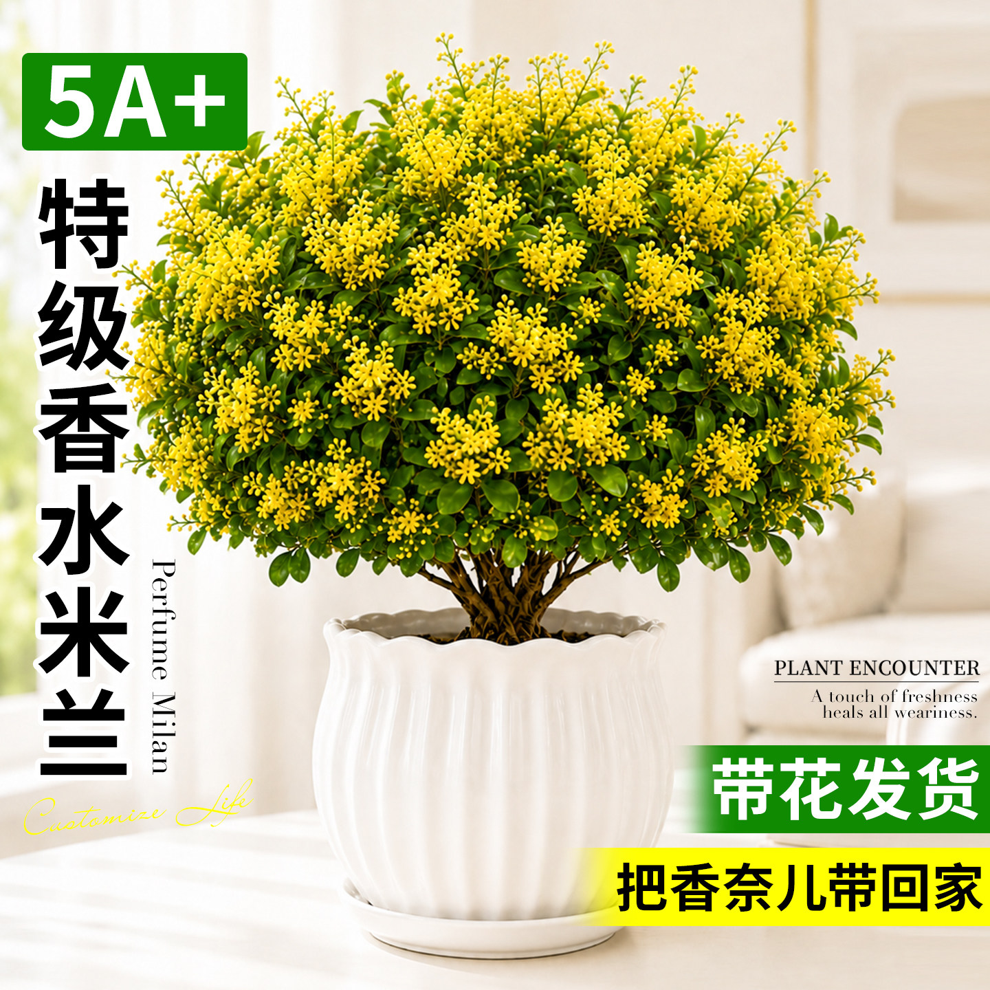 香水米兰盆栽室内外绿植驱蚊驱虫植物客厅桌面浓香型花卉茉莉花苗图片